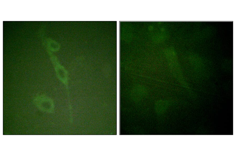 Immunofluorescence - Anti-IL-7R (phospho Tyr449) Antibody (A1065) - Antibodies.com