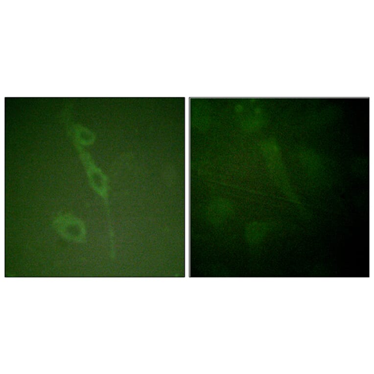 Immunofluorescence - Anti-IL-7R (phospho Tyr449) Antibody (A1065) - Antibodies.com