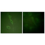 Immunofluorescence - Anti-IL-7R (phospho Tyr449) Antibody (A1065) - Antibodies.com