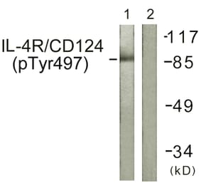 Western Blot - Anti-IL-4R (phospho Tyr497) Antibody (A1064) - Antibodies.com