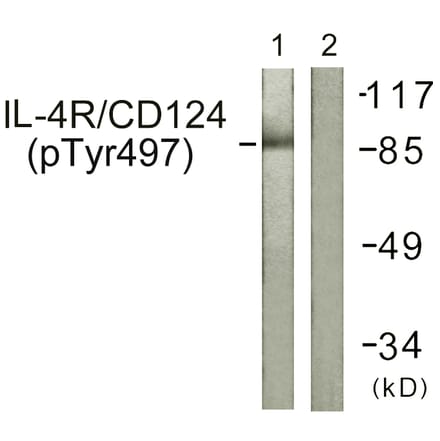 Western Blot - Anti-IL-4R (phospho Tyr497) Antibody (A1064) - Antibodies.com