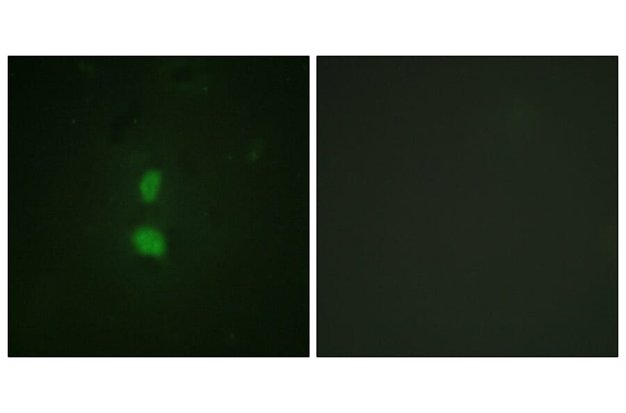 Immunofluorescence - Anti-SNAI1 (phospho Ser246) Antibody (A1235) - Antibodies.com