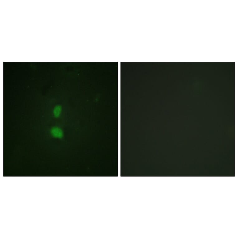 Immunofluorescence - Anti-SNAI1 (phospho Ser246) Antibody (A1235) - Antibodies.com