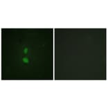Immunofluorescence - Anti-SNAI1 (phospho Ser246) Antibody (A1235) - Antibodies.com