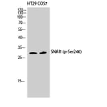 Western Blot - Anti-SNAI1 (phospho Ser246) Antibody (A1235) - Antibodies.com