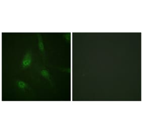 Immunofluorescence - Anti-NFAT4 (phospho Ser165) Antibody (A0522) - Antibodies.com