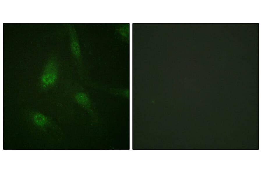 Immunofluorescence - Anti-NFAT4 (phospho Ser165) Antibody (A0522) - Antibodies.com