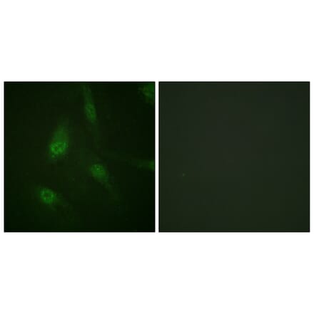Immunofluorescence - Anti-NFAT4 (phospho Ser165) Antibody (A0522) - Antibodies.com
