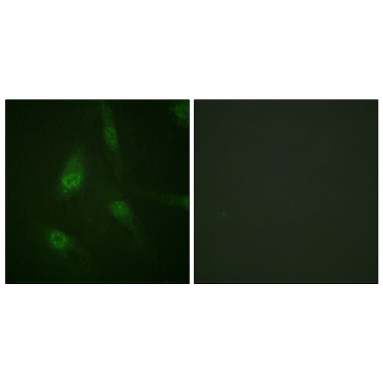 Immunofluorescence - Anti-NFAT4 (phospho Ser165) Antibody (A0522) - Antibodies.com