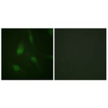 Immunofluorescence - Anti-NFAT4 (phospho Ser165) Antibody (A0522) - Antibodies.com