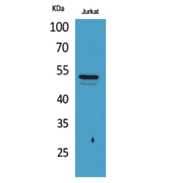 Western Blot - Anti-TUBA1A (acetyl Lys40) Antibody (D12202) - Antibodies.com
