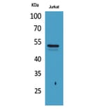 Western Blot - Anti-TUBA1A (acetyl Lys40) Antibody (D12202) - Antibodies.com