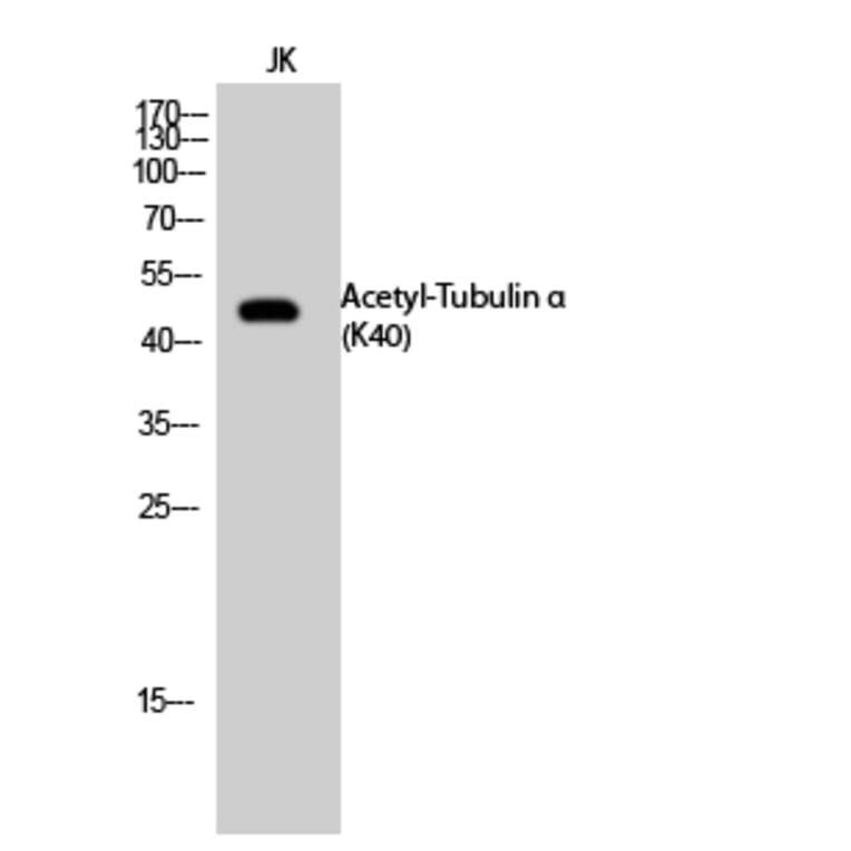 Western Blot - Anti-TUBA1A (acetyl Lys40) Antibody (D12202) - Antibodies.com