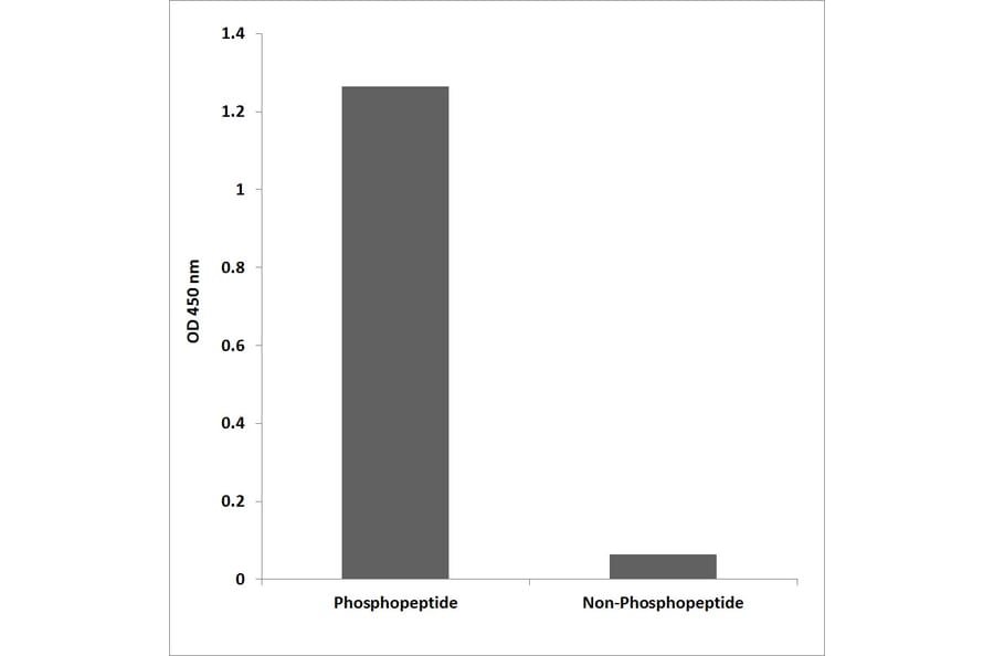 ELISA - Anti-Tak1 (phospho Thr184) Antibody (P12-1057) - Antibodies.com