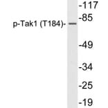 Western Blot - Anti-Tak1 (phospho Thr184) Antibody (P12-1057) - Antibodies.com