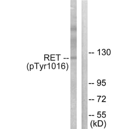 Western Blot - Anti-Ret (phospho Tyr1015) Antibody (A0567) - Antibodies.com