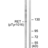 Western Blot - Anti-Ret (phospho Tyr1015) Antibody (A0567) - Antibodies.com