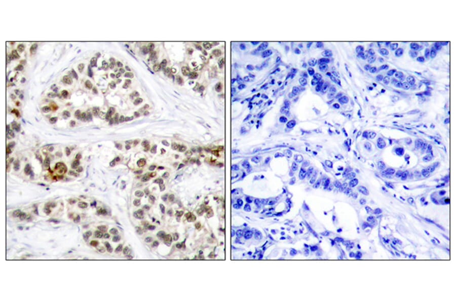 Immunohistochemistry - Anti-RelB (phospho Ser552) Antibody (A7212) - Antibodies.com