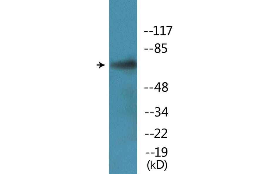 Western Blot - Anti-PLK1 (phospho Ser137) Antibody (P12-1168) - Antibodies.com