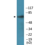 Western Blot - Anti-PLK1 (phospho Ser137) Antibody (P12-1168) - Antibodies.com