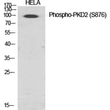 Western Blot - Anti-PKD2 (phospho Ser876) Antibody (A0808) - Antibodies.com