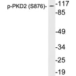 Western Blot - Anti-PKD2 (phospho Ser876) Antibody (P12-1046) - Antibodies.com