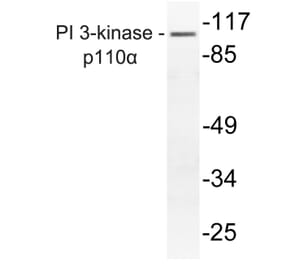 Western Blot - Anti-PI 3-kinase p110alpha Antibody (R12-2305) - Antibodies.com