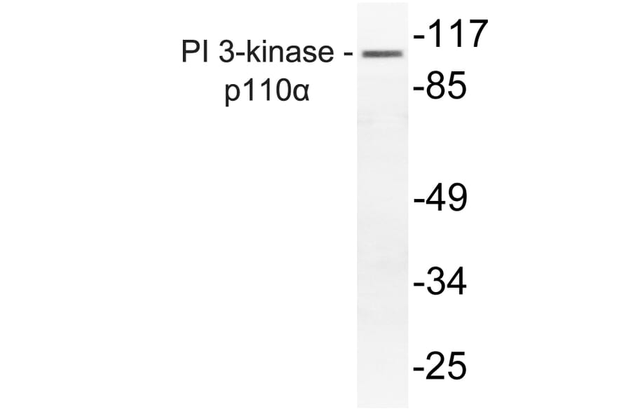 Western Blot - Anti-PI 3-kinase p110alpha Antibody (R12-2305) - Antibodies.com