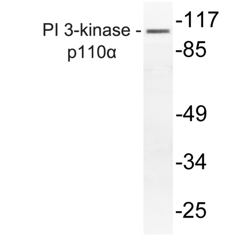Western Blot - Anti-PI 3-kinase p110alpha Antibody (R12-2305) - Antibodies.com