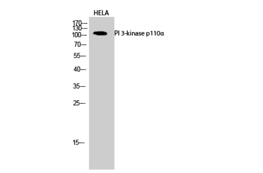 Western Blot - Anti-PI 3-kinase p110alpha Antibody (R12-2305) - Antibodies.com
