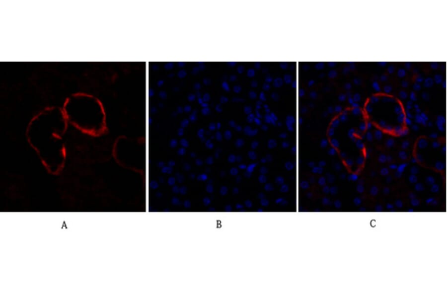 Immunofluorescence - Anti-PI 3-kinase p110alpha Antibody (R12-2305) - Antibodies.com