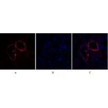 Immunofluorescence - Anti-PI 3-kinase p110alpha Antibody (R12-2305) - Antibodies.com