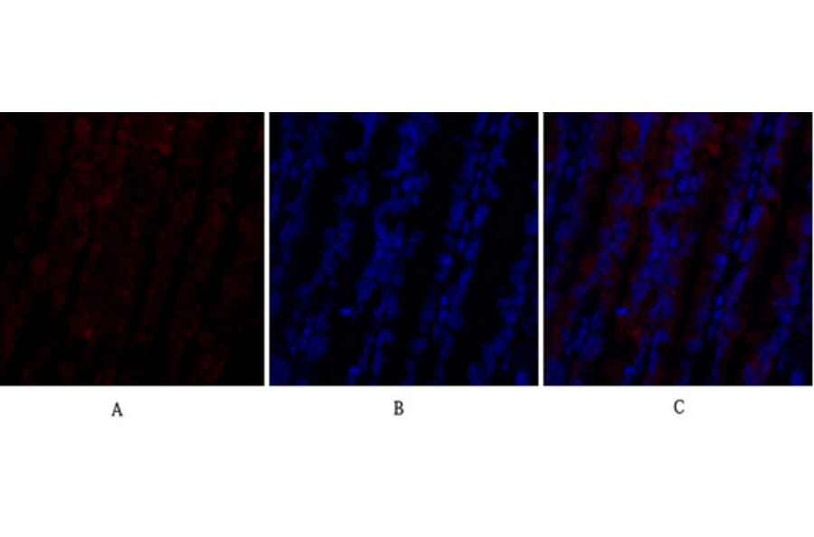 Immunofluorescence - Anti-PI 3-kinase p110alpha Antibody (R12-2305) - Antibodies.com