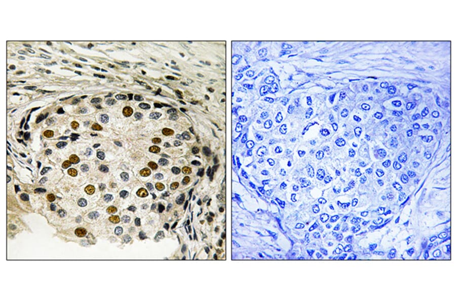 Immunohistochemistry - Anti-OSR1 (phospho Thr185) Antibody (A8154) - Antibodies.com