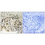 Immunohistochemistry - Anti-OSR1 (phospho Thr185) Antibody (A8154) - Antibodies.com