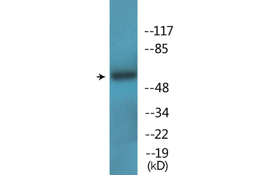 Western Blot - Anti-OSR1 (phospho Thr185) Antibody (P12-1157) - Antibodies.com