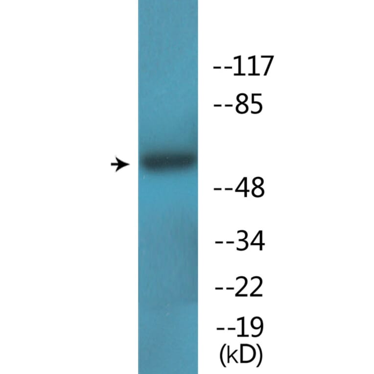 Western Blot - Anti-OSR1 (phospho Thr185) Antibody (P12-1157) - Antibodies.com