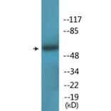 Western Blot - Anti-OSR1 (phospho Thr185) Antibody (P12-1157) - Antibodies.com