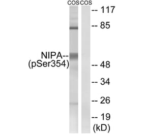 Western Blot - Anti-NIPA (phospho Ser354) Antibody (A1164) - Antibodies.com