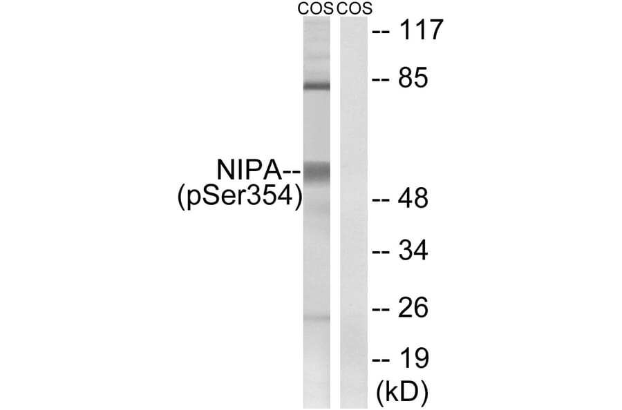 Western Blot - Anti-NIPA (phospho Ser354) Antibody (A1164) - Antibodies.com
