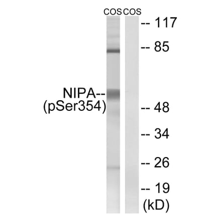 Western Blot - Anti-NIPA (phospho Ser354) Antibody (A1164) - Antibodies.com