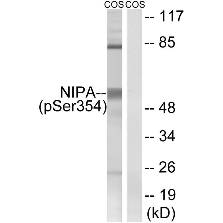Western Blot - Anti-NIPA (phospho Ser354) Antibody (A1164) - Antibodies.com