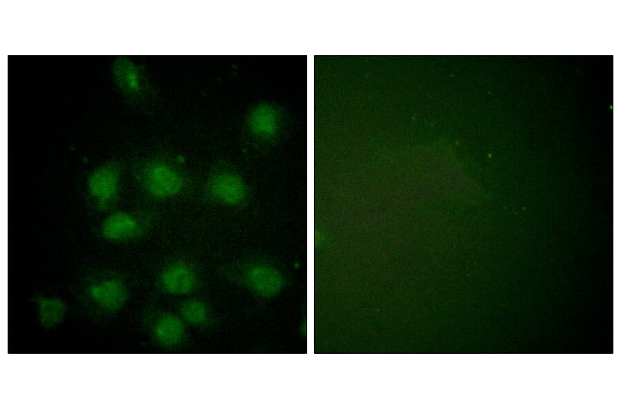 Immunofluorescence - Anti-NIFK (phospho Thr234) Antibody (A1106) - Antibodies.com