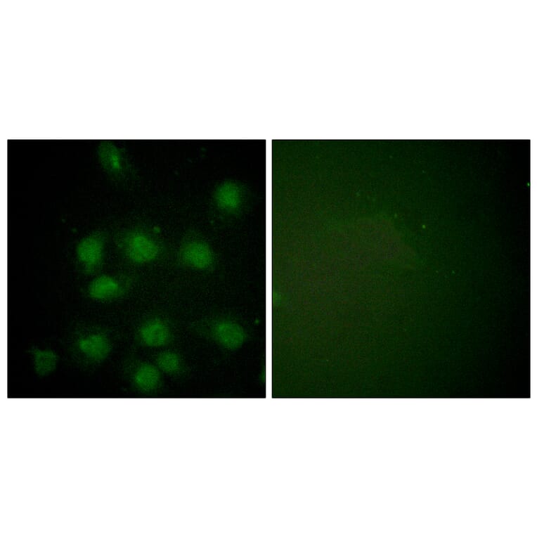 Immunofluorescence - Anti-NIFK (phospho Thr234) Antibody (A1106) - Antibodies.com