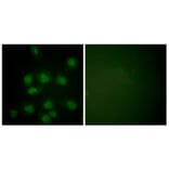 Immunofluorescence - Anti-NIFK (phospho Thr234) Antibody (A1106) - Antibodies.com