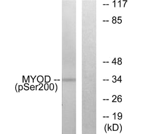Western Blot - Anti-MYOD (phospho Ser200) Antibody (A0516) - Antibodies.com