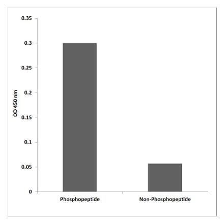 ELISA - Anti-MYOD (phospho Ser200) Antibody (P12-1152) - Antibodies.com
