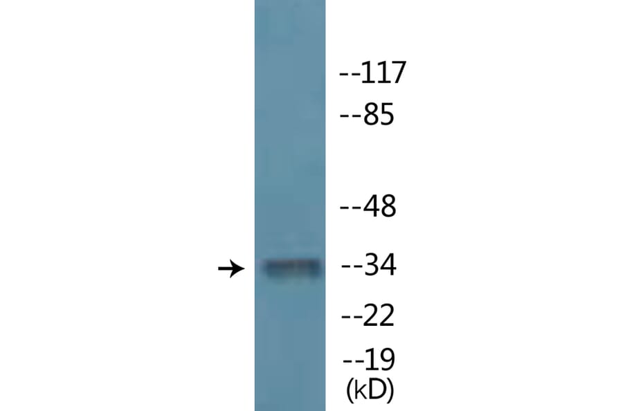 Western Blot - Anti-MYOD (phospho Ser200) Antibody (P12-1152) - Antibodies.com
