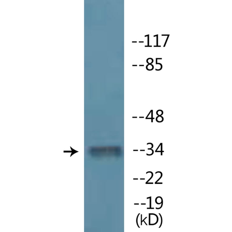 Western Blot - Anti-MYOD (phospho Ser200) Antibody (P12-1152) - Antibodies.com