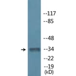 Western Blot - Anti-MYOD (phospho Ser200) Antibody (P12-1152) - Antibodies.com